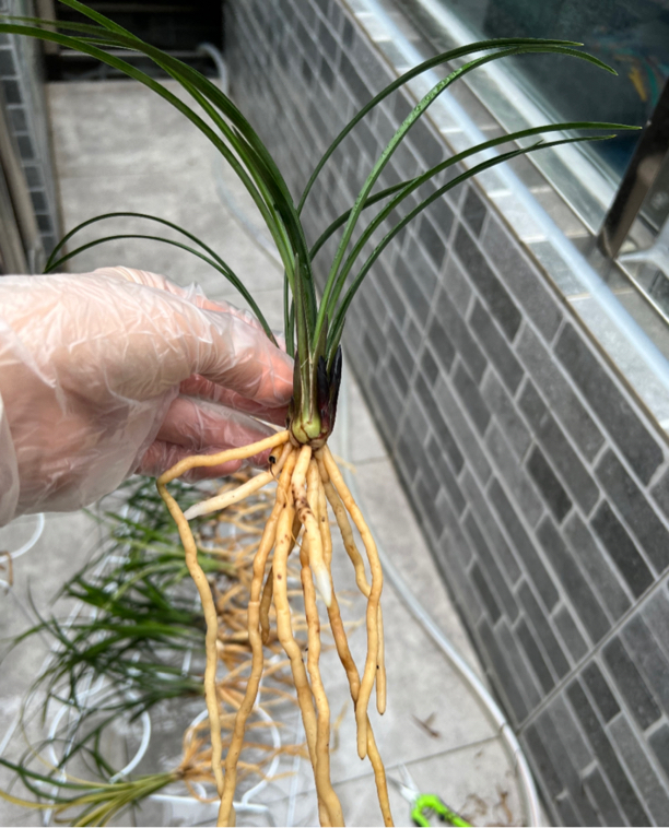 兰鑫阁精品兰花（一物一拍小黄车专用）