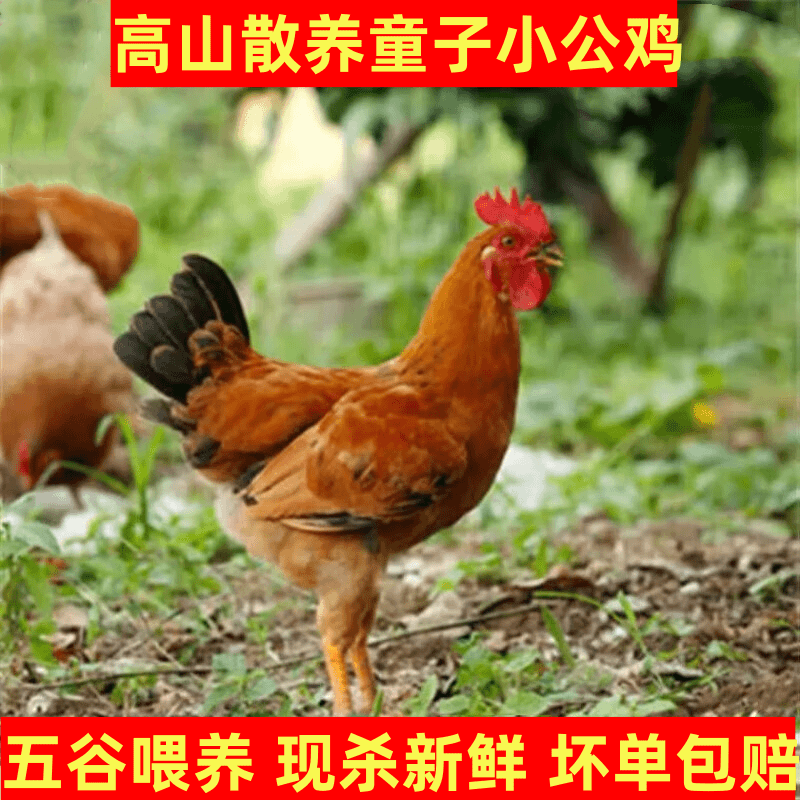 4只高山放养童子鸡溜达农家野外放养土鸡