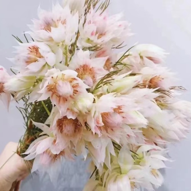 【鲜花红豆花卉】高端进口花材 新娘花   损耗20%不与理赔！