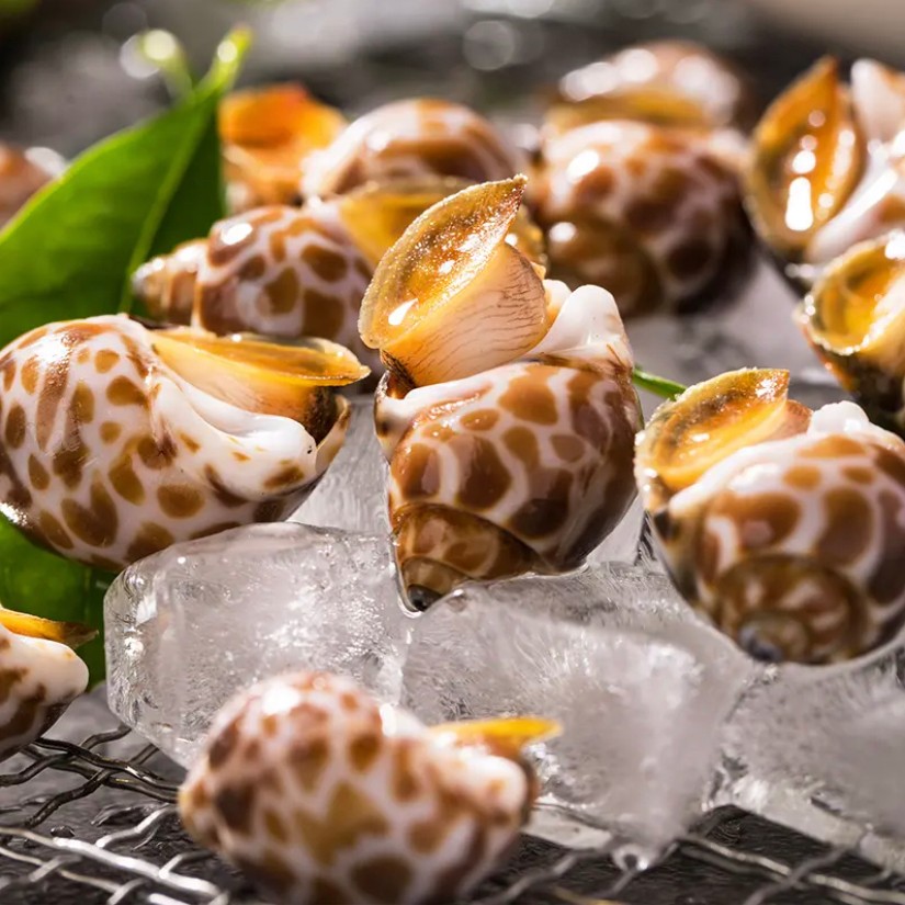 连云港花螺2-4斤速冻锁鲜（质量问题签收4小时内联系售后