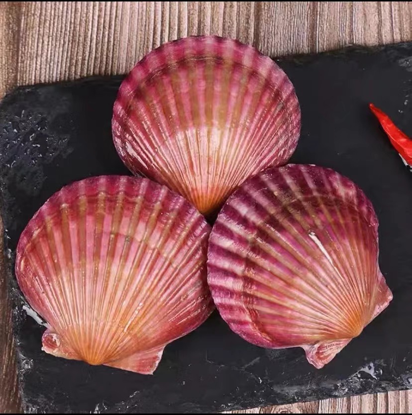 鲜活扇贝 小红贝 四斤送一斤（到手五斤）【鲜活发货到货包鲜不包活】