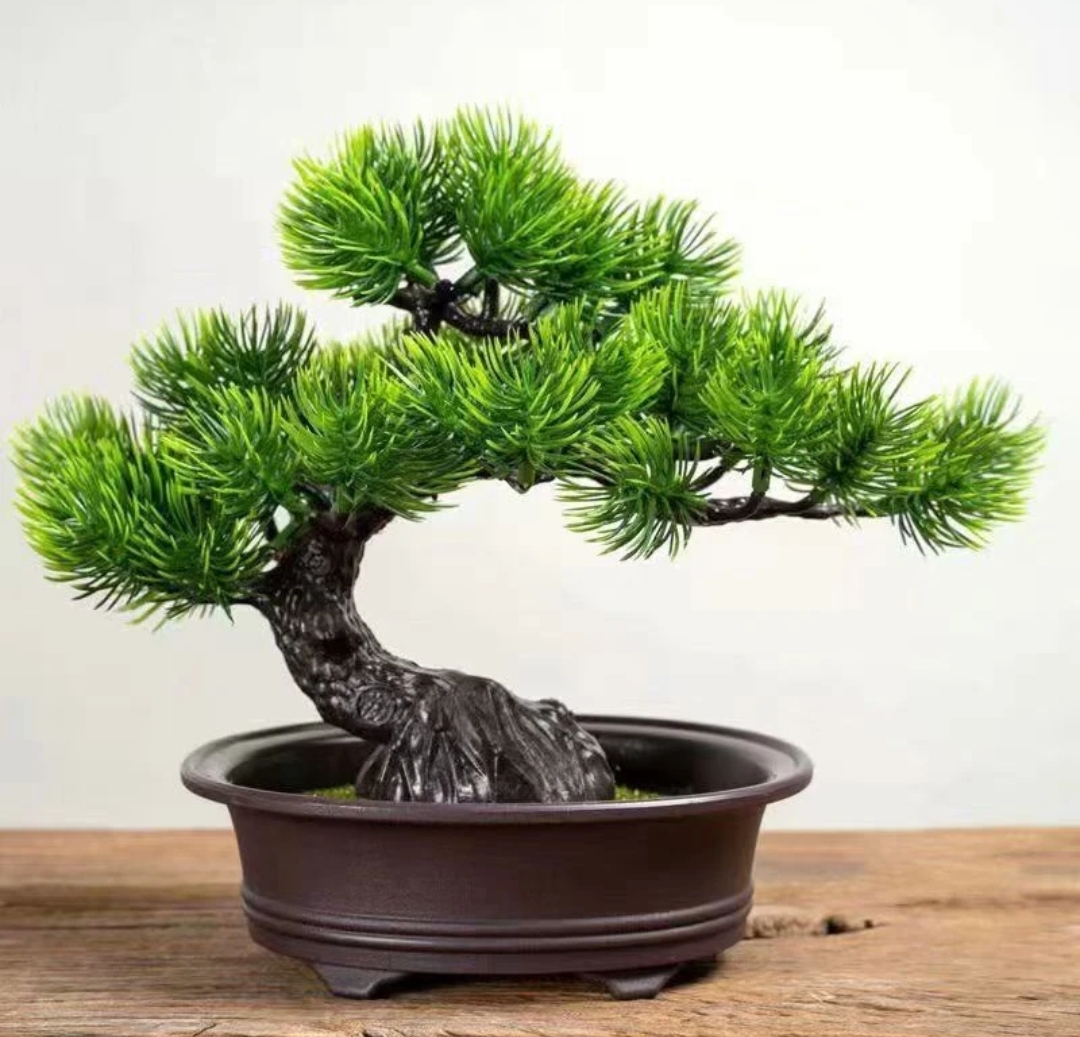 直播间专属链接老桩黑松四季常青阳台庭院种植植物直播间一物一拍