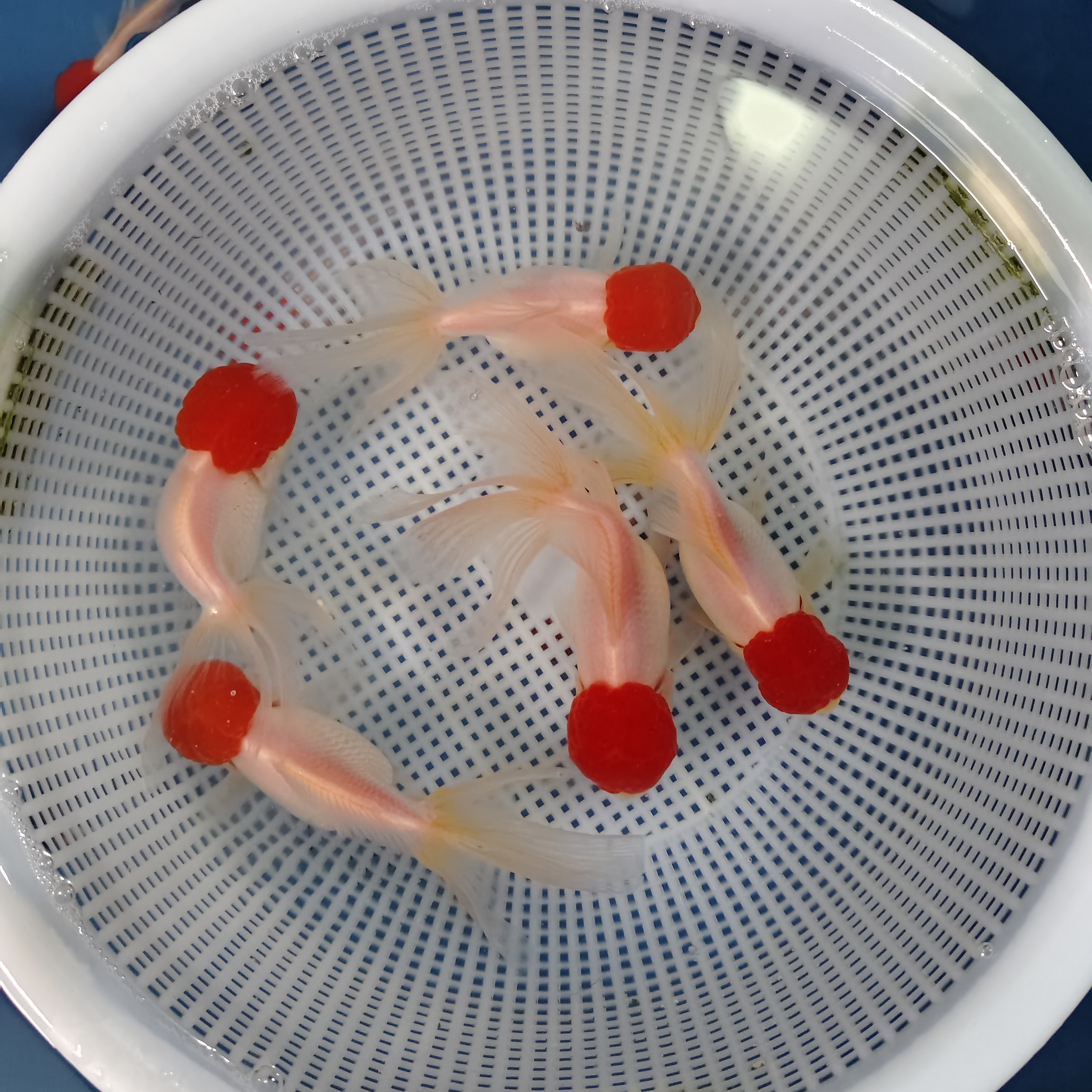 冷水金鱼呆萌娃娃脸鹤顶红红头狮子鸿运当头包邮包活到家