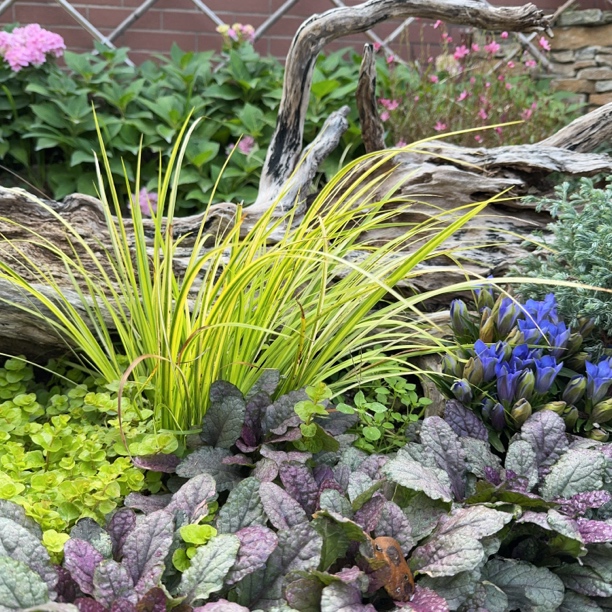 金叶石菖蒲多年生耐寒植物庭院花卉花镜盆栽
