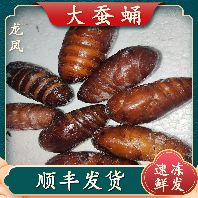 蚕蛹冷冻大蚕蛹速冻大蚕蛹油炸山东特产蚕蛹顺丰快递