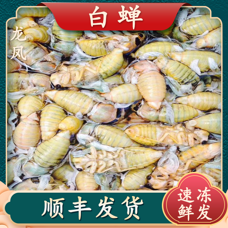 白蝉速冻竹蝉山东嫩节留山东特产白节留油白蝉冷冻顺丰快递