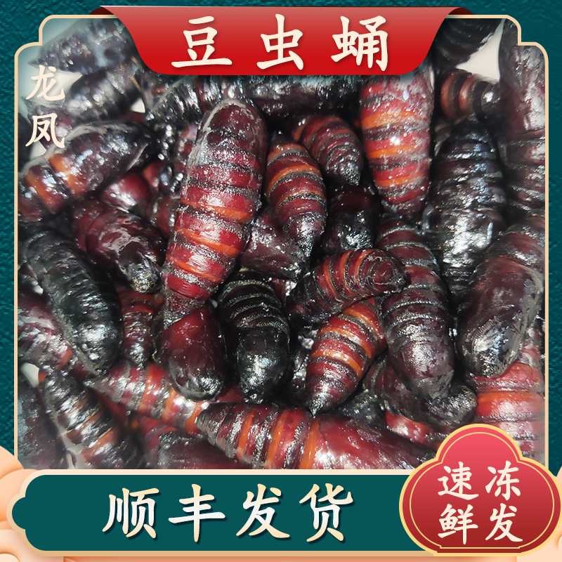 豆虫蛹发货美味干净速冻豆虫蛹山东特产豆虫蛹冷冻大蛹子顺丰快递