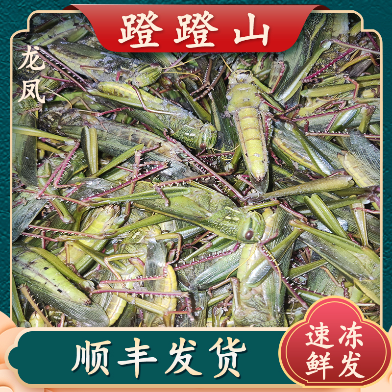 山东蹬蹬山蹬倒山特产速冻大绿蝗虫美味棉蝗冷冻发货蹬蹬山顺丰