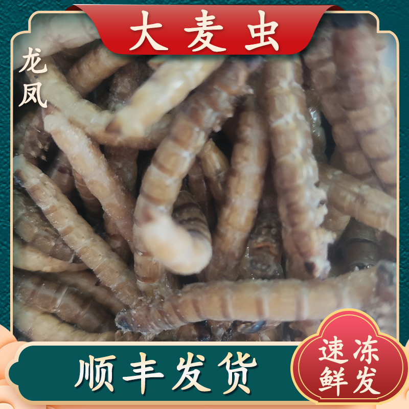 大麦虫冷冻大麦蛹速冻面包虫山东大麦虫大麦虫干净美味高蛋白烹饪