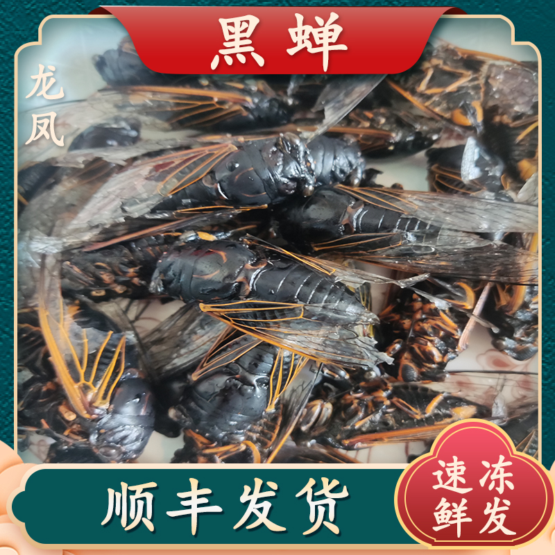 新鲜速冻黑蝉老知了老蝉新鲜食用黑蝉特产老节流速冻2025年新货