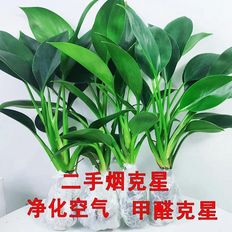 大叶金钻盆栽绿萝箩水培绿公主植物室内多肉吸除甲醛四季好养花卉