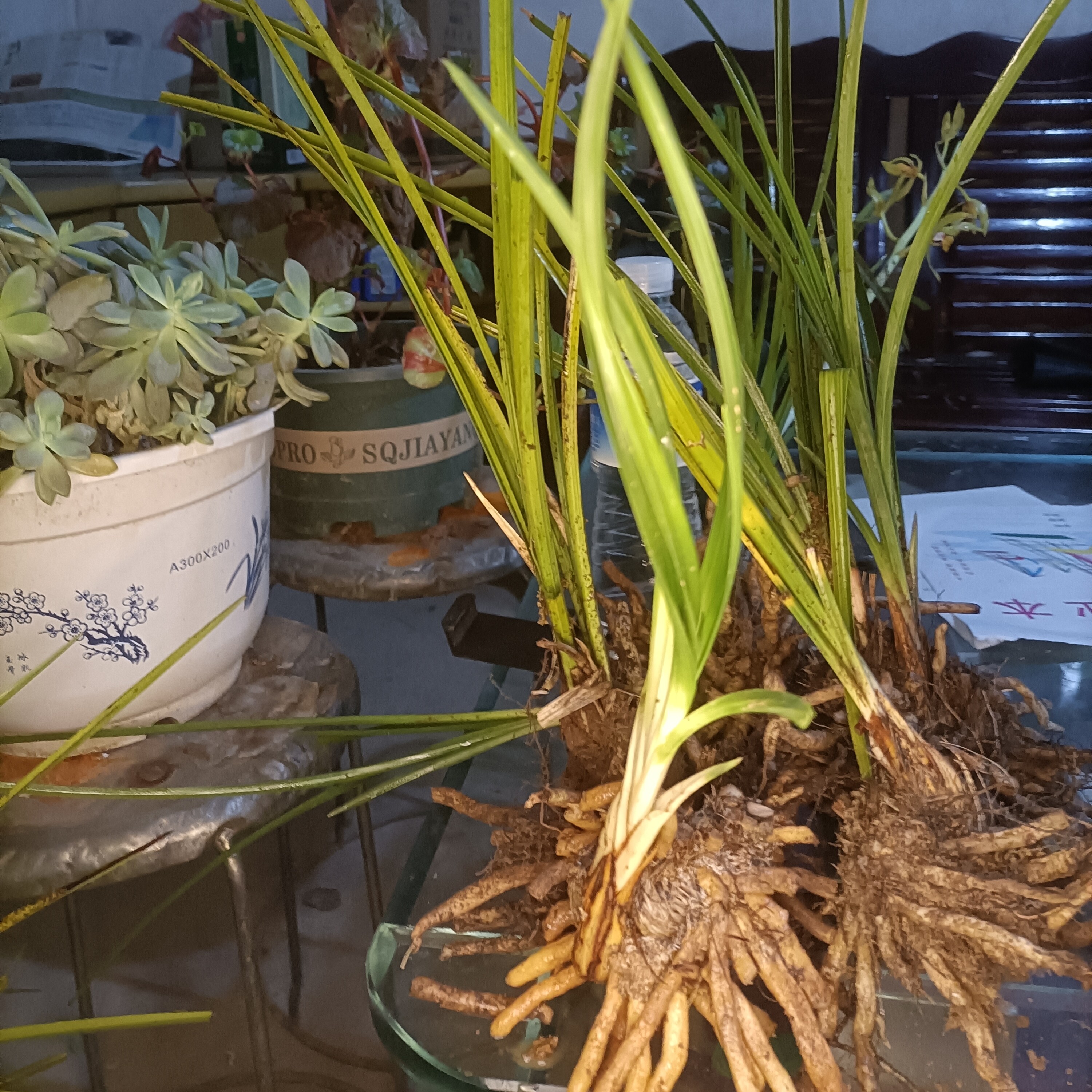 豫西国兰家庭农场培育