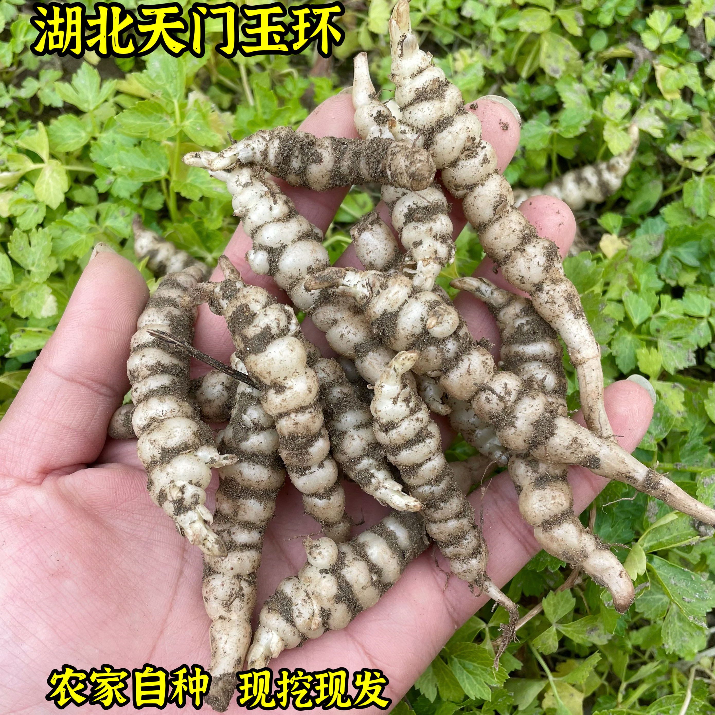 天门现挖新鲜玉环宝塔菜稀有品种地环草石蚕农家自种营养美味芋环