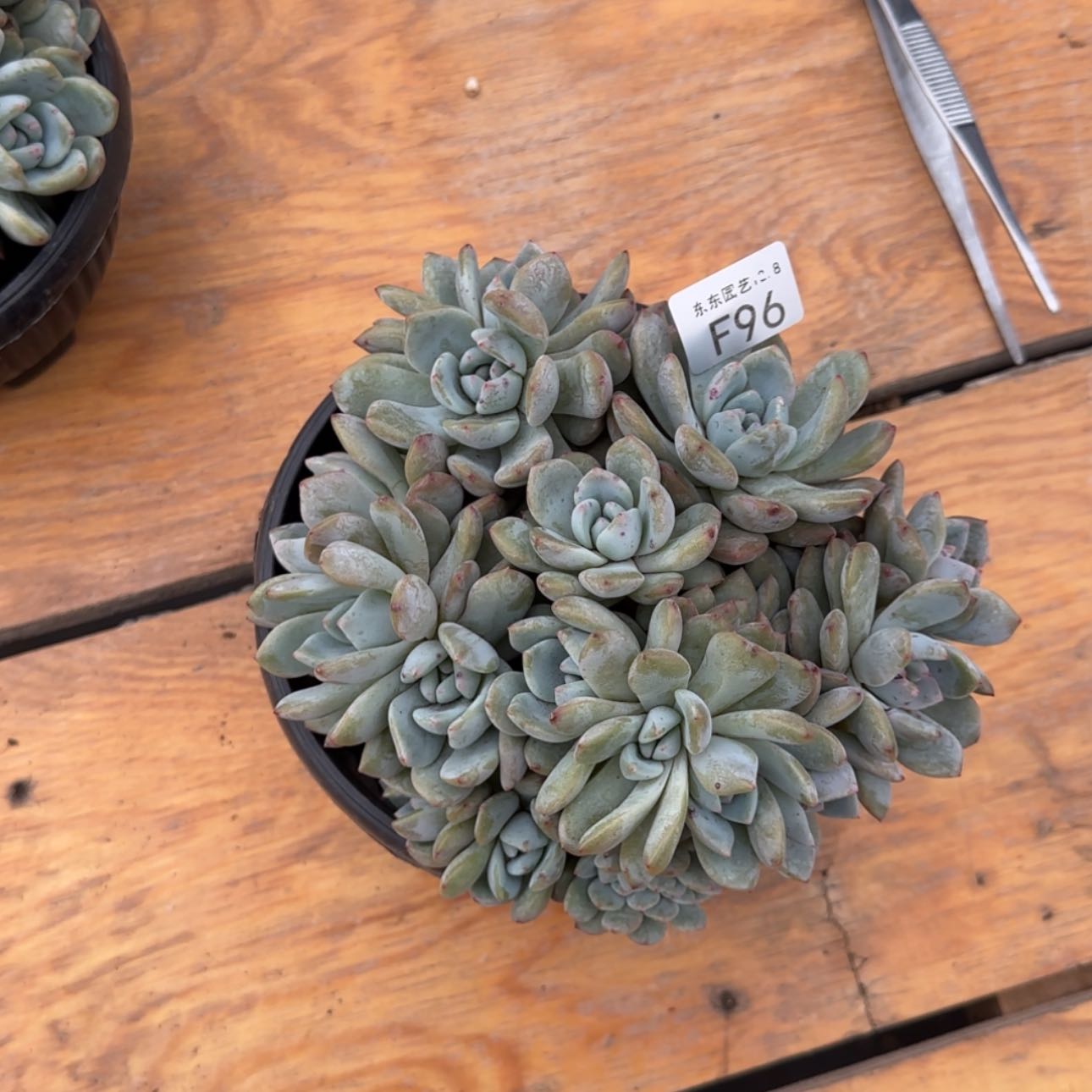 【闪购商品】麦*兜f 96