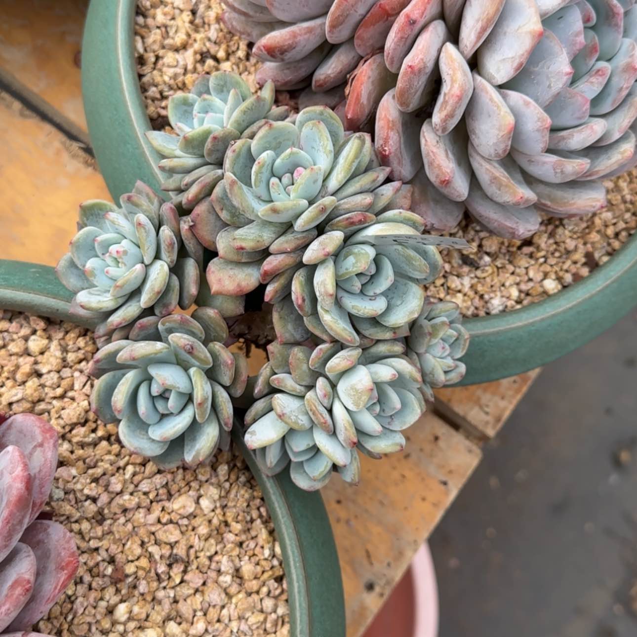 【闪购商品】惊**子f 104