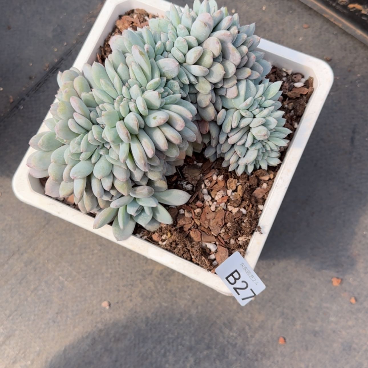 【闪购商品】b 27星影