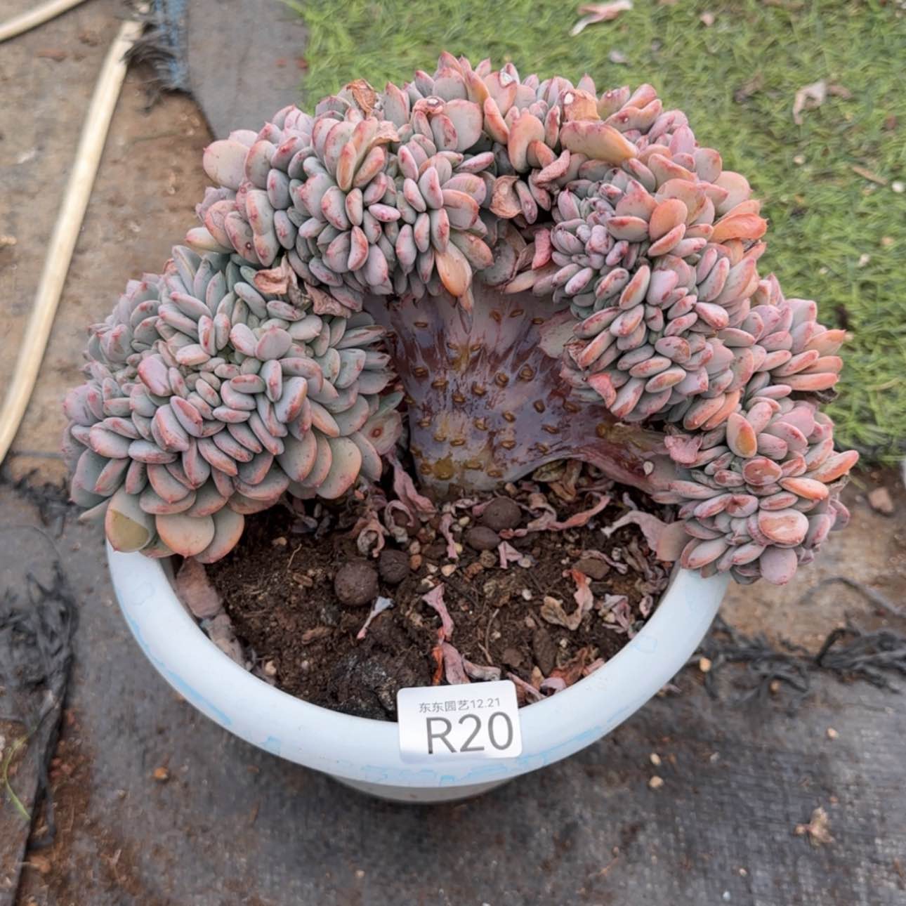 【闪购商品】R20粉珍妮