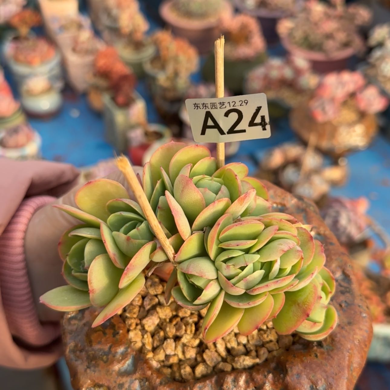 【闪购商品】明****3A24