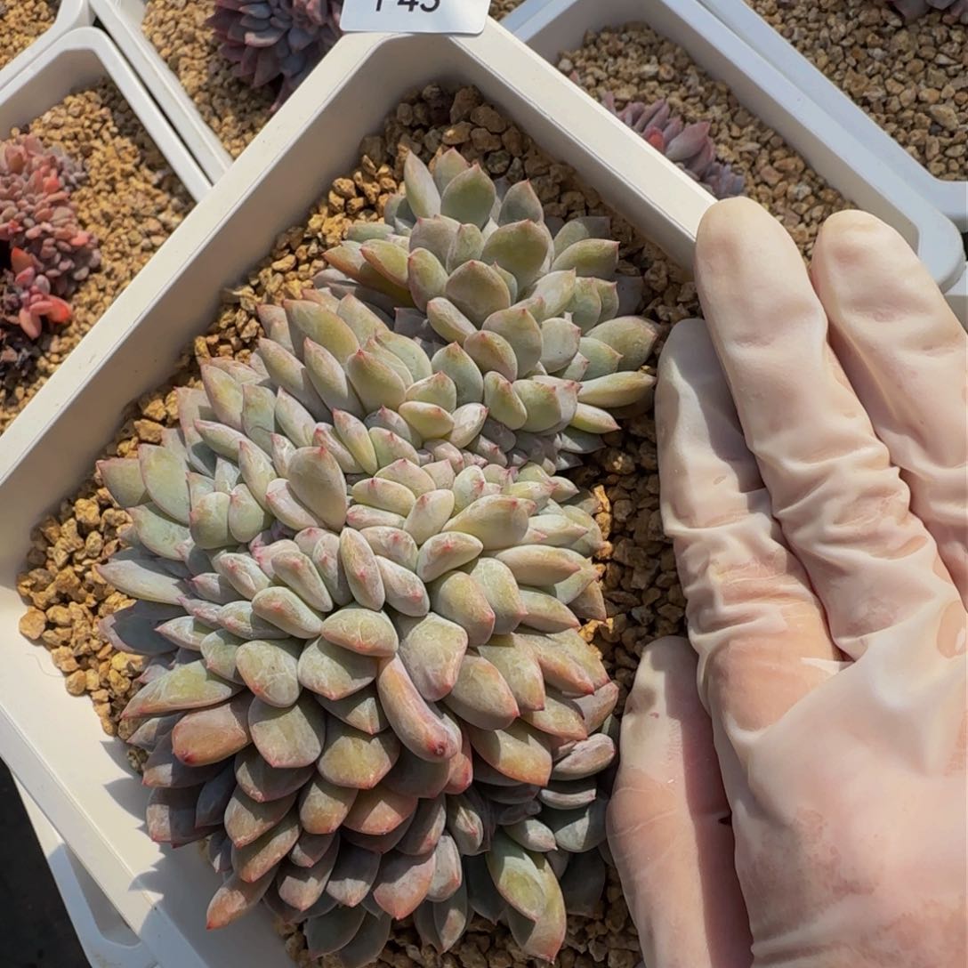 f f f f f f f f f f f 43