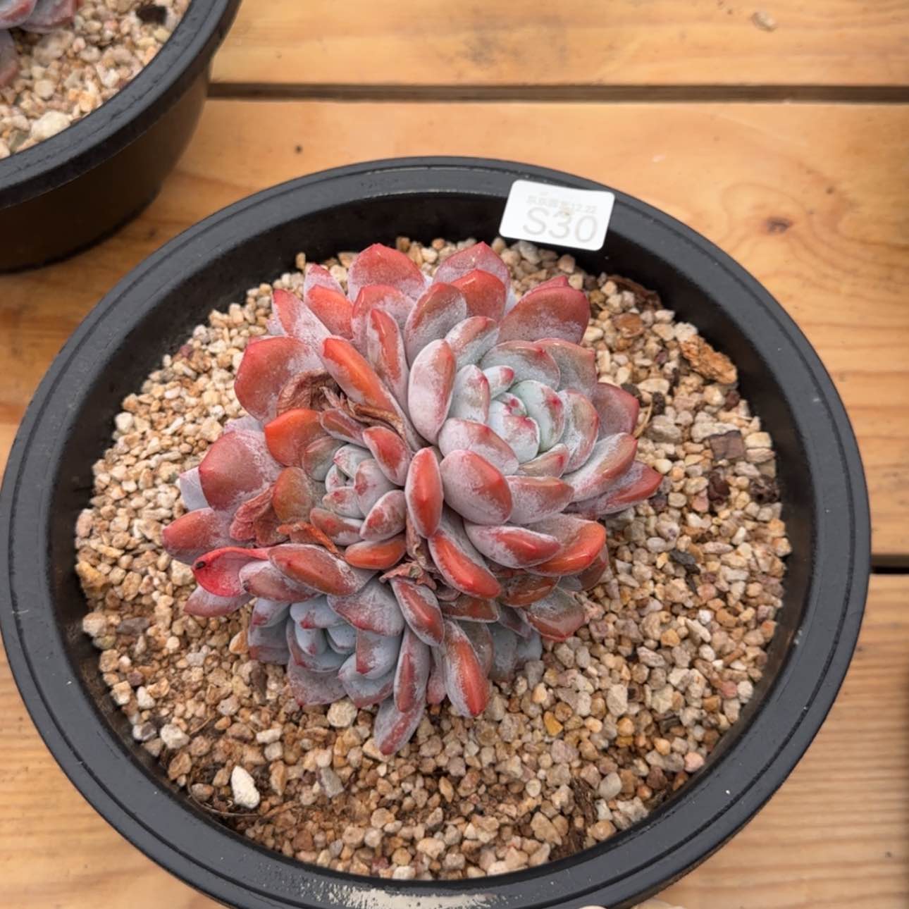 【闪购商品】s 30星影