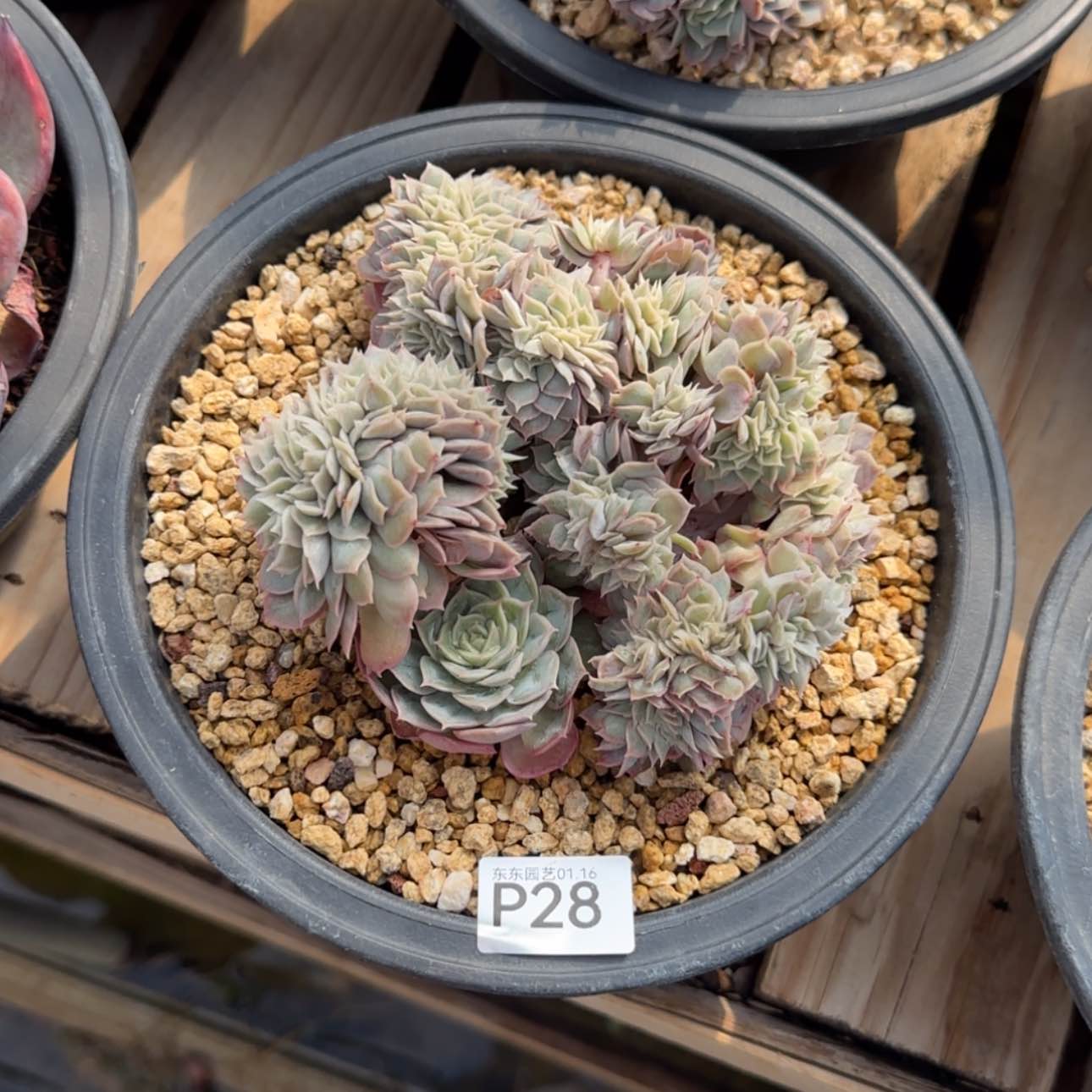 【闪购商品】南*p 28