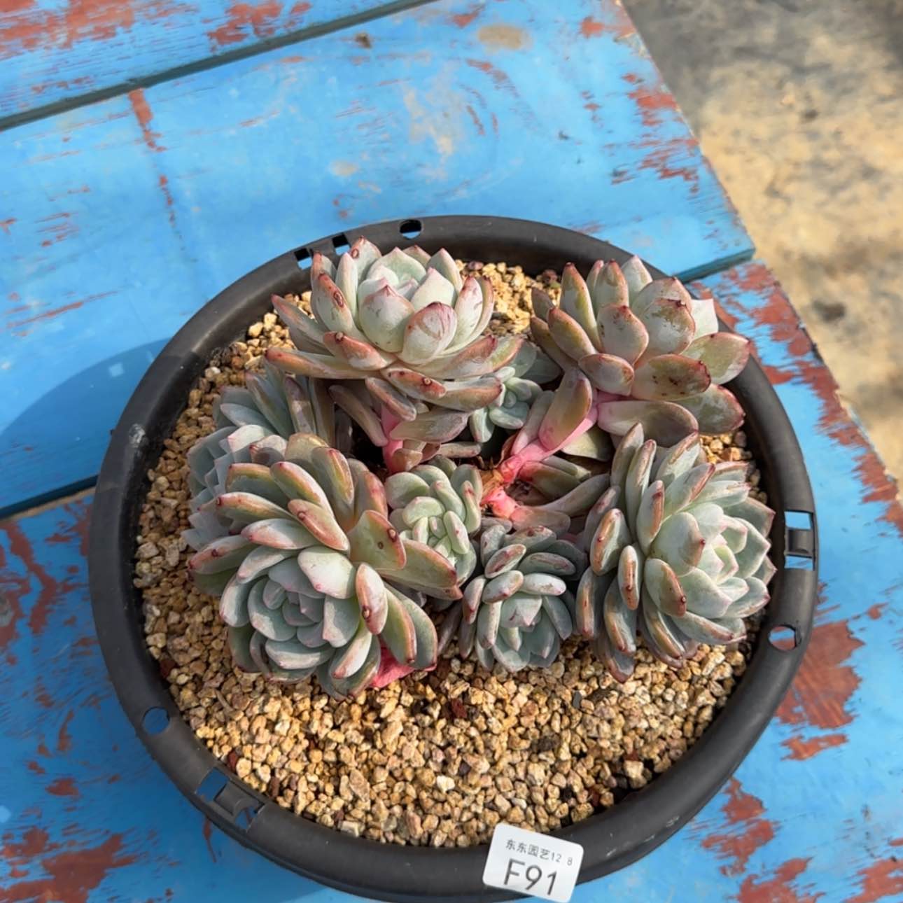 【闪购商品】卖****娘f 91