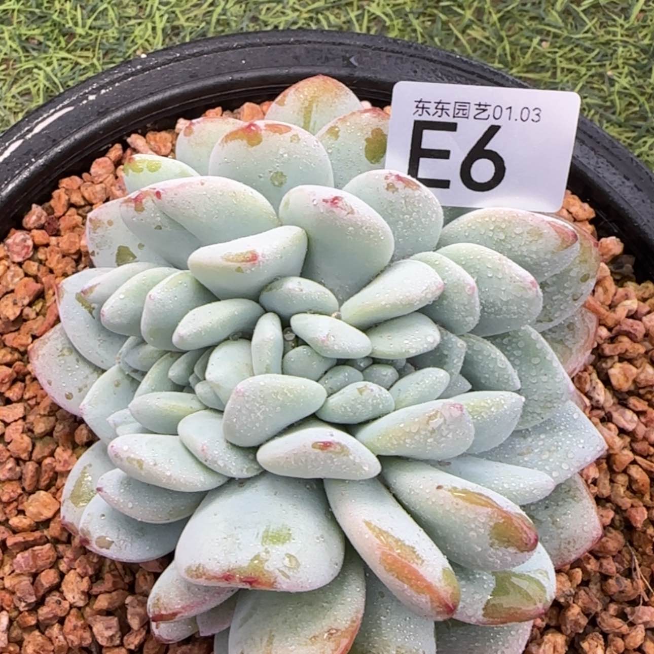 【闪购商品】E6冷香缀