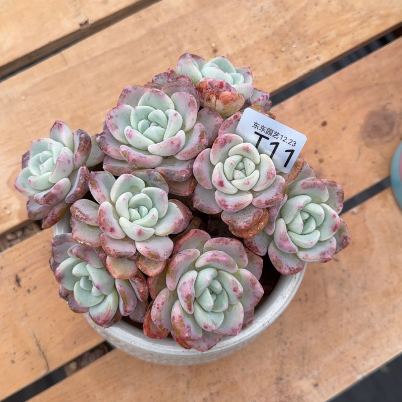 【闪购商品】月*t 11