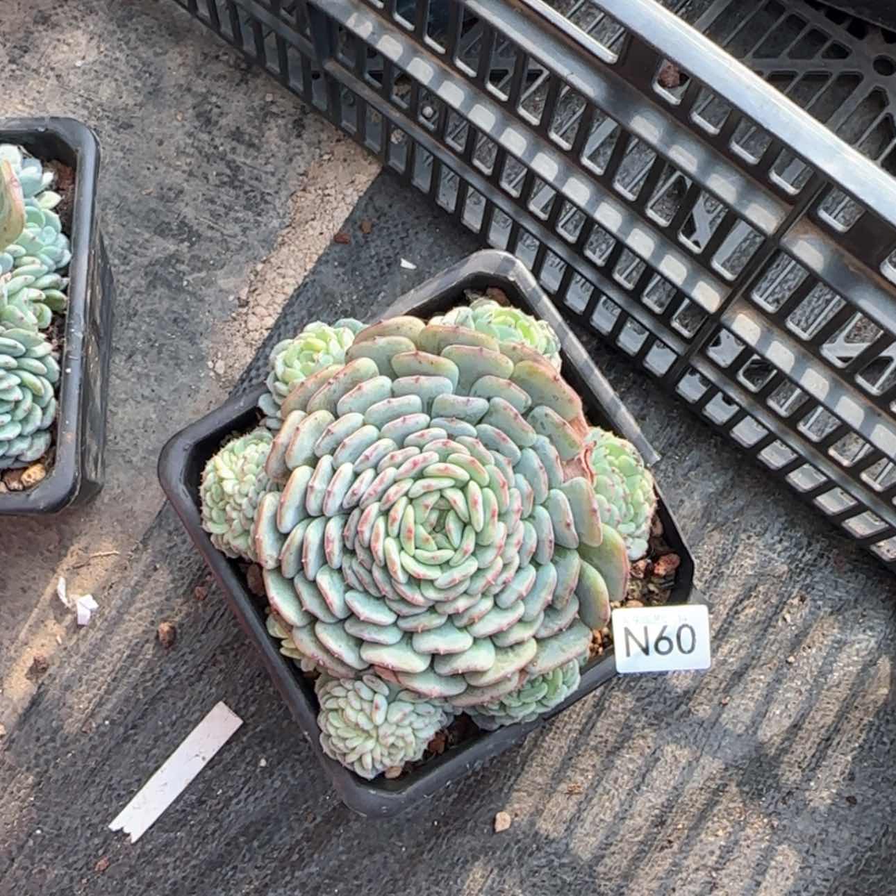 【闪购商品】夏*n 60