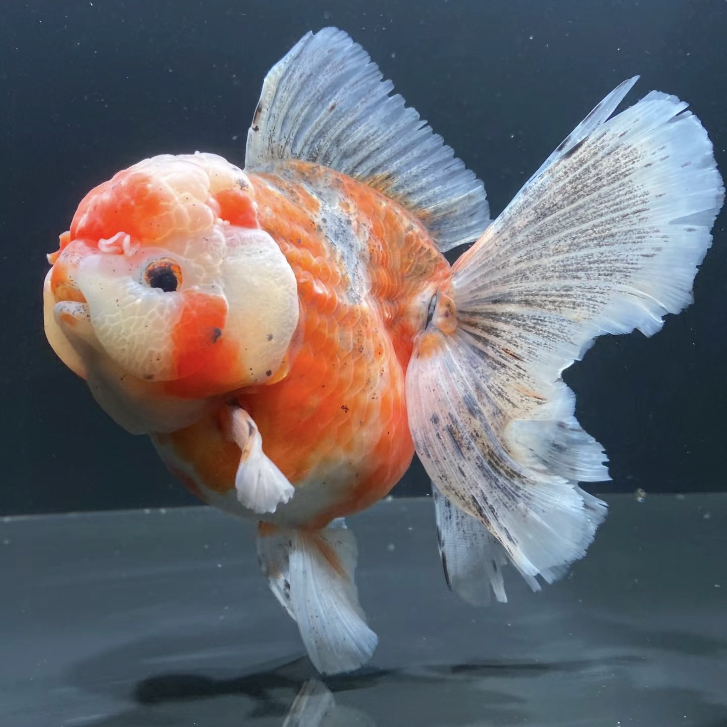 ②禧嘉金鱼超萌好物泰狮金鱼活体冷水鱼