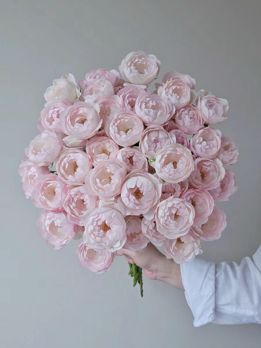 【玖宸花源】草莓杏仁饼玫瑰 奶油白粉色渐变小包子 家庭瓶插花