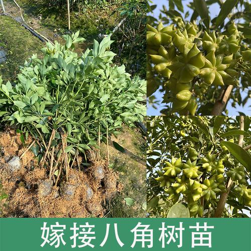 拍一发二八角树苗现挖大红育苗挂果耐寒种植正宗发货实用茴香