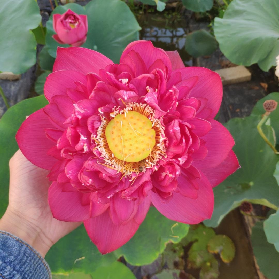  子夜新品 中大型 精品观赏荷花碗莲种藕藕苗 辰哥哥的莲花园