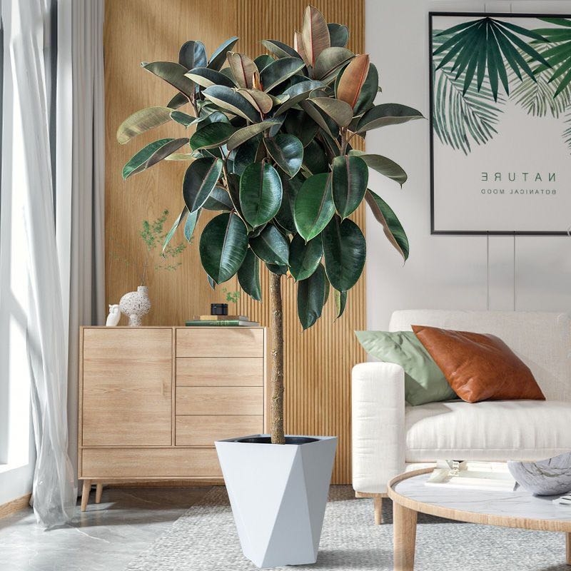 造型橡皮树客厅大型盆栽棒棒糖造型黑金刚室内好养净化空气绿植美