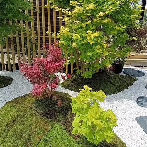 彩叶枫树【一物一拍】日本红舞姬山红叶流泉中国红庭院绿化苗景观