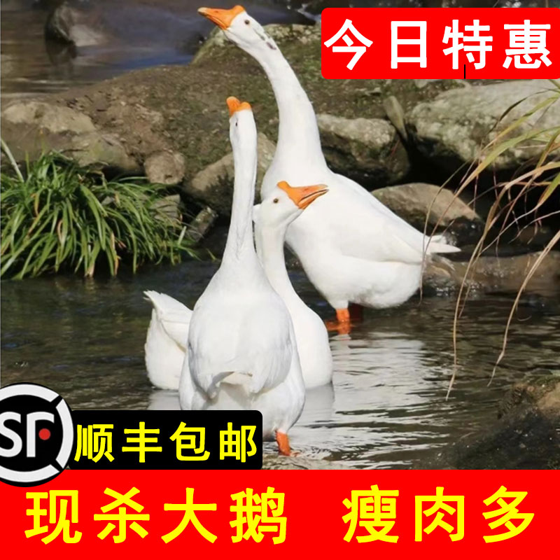 【顺丰包邮】农村散养土大白鹅毛重7斤杀完净重2500g鹅现杀大鹅