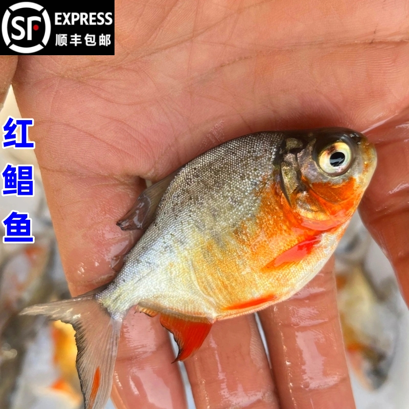 【顺丰包邮】红鲳鱼淡水白昌鱼鲜活3至15cm养殖红腹虎鱼食肉性食用