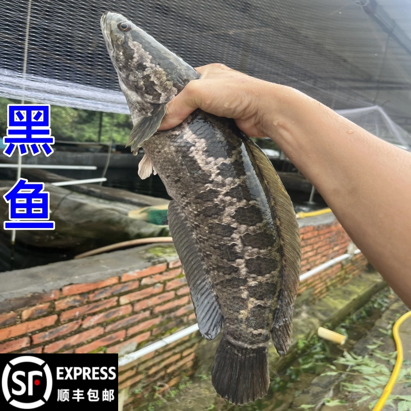 顺丰包邮黑鱼苗乌鳢放生鱼5到8cm鲜活淡水鱼好食用冷水特大斑财鱼