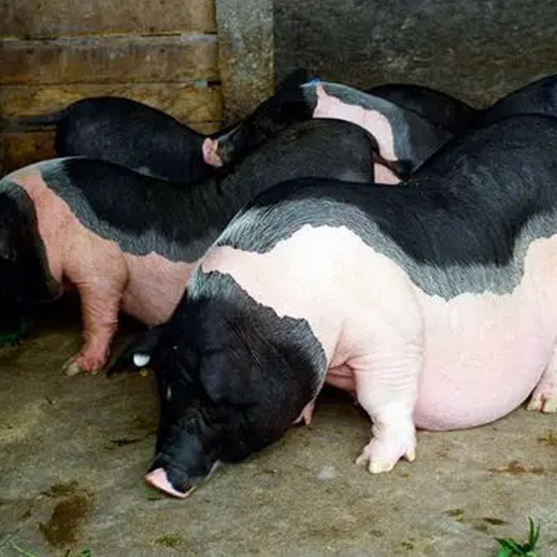 （1号连接）0陆川猪 顺丰 直播间改价称重 aaaa