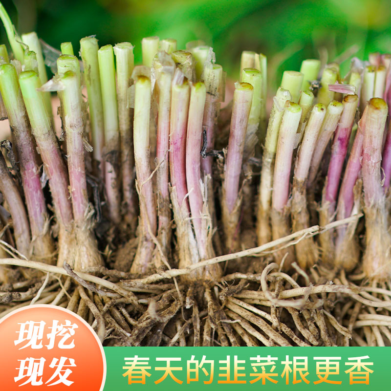 【超值福利】寿光独根红韭菜根苗紫根宽叶韭菜现挖现发盆栽地栽皆可