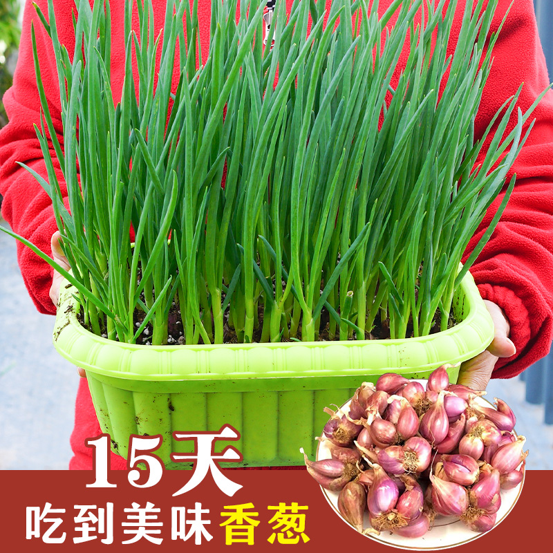 种菜记火葱头四川红葱种球 小香葱 四季葱头阳台盆栽红葱头葱苗