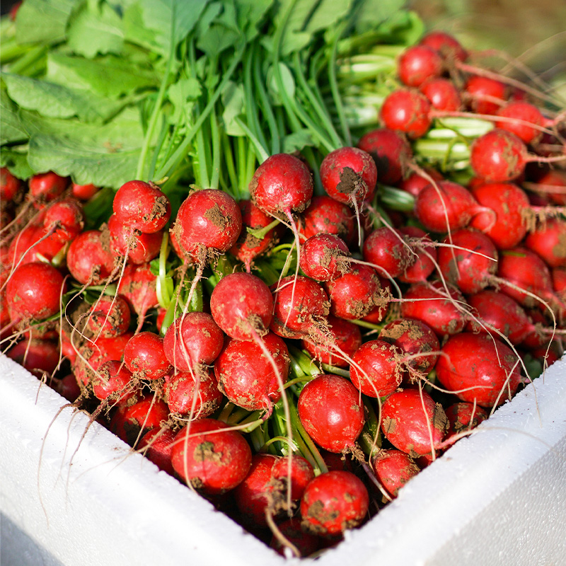 樱桃萝卜种子手指萝卜白樱桃萝卜种籽夏季蔬菜四季种菜