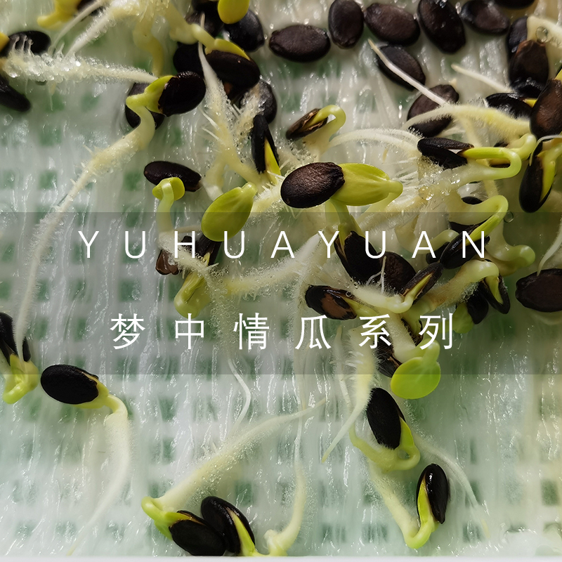 羽花园梦中情瓜系列薄皮西瓜黄皮绿皮红肉黄肉彩虹瓜小吊瓜
