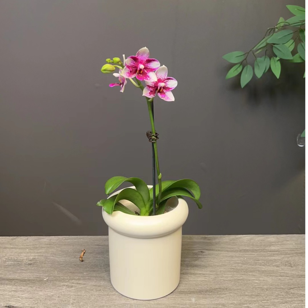 心选（紫钻）蝴蝶兰 赠品