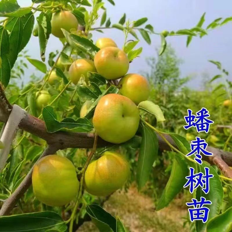 原盆原土蟠枣树苗盆栽地栽