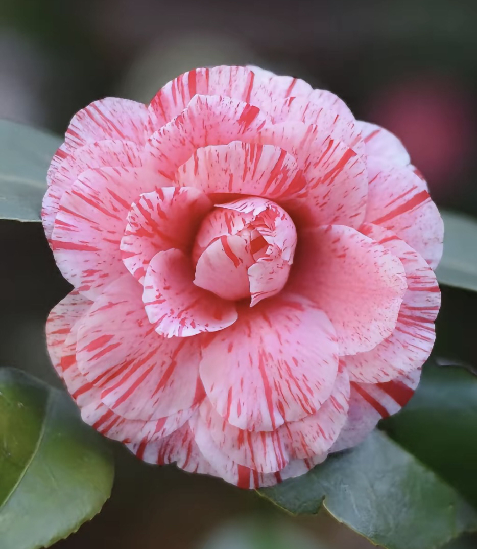 五色赤丹茶花好养易成活室内外花卉一物一拍