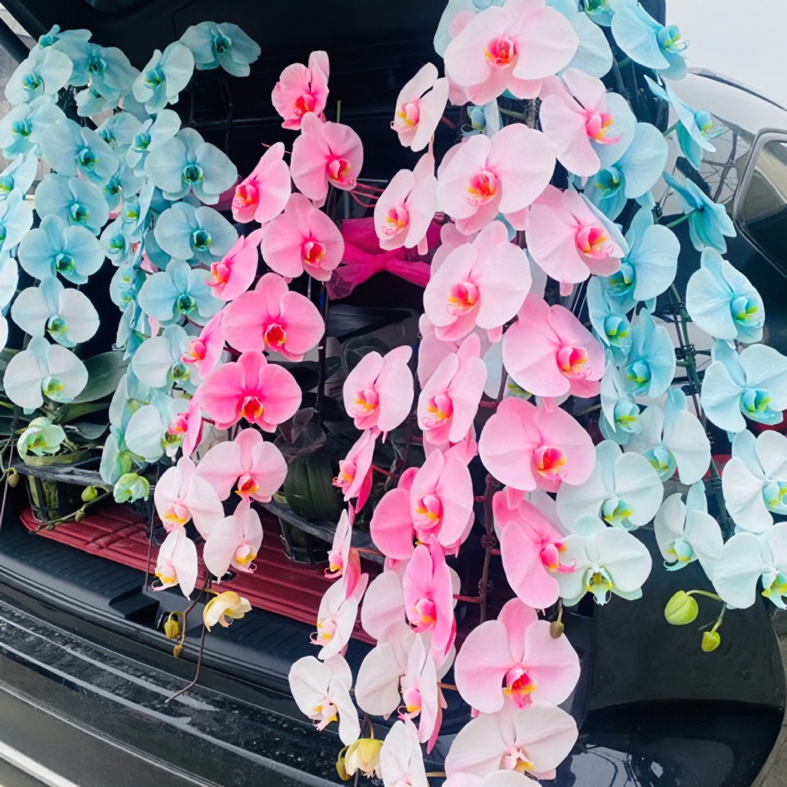 悦然 一物一拍活体吸色欧品花 马卡龙原生种 蝴蝶兰 高品质龙兰