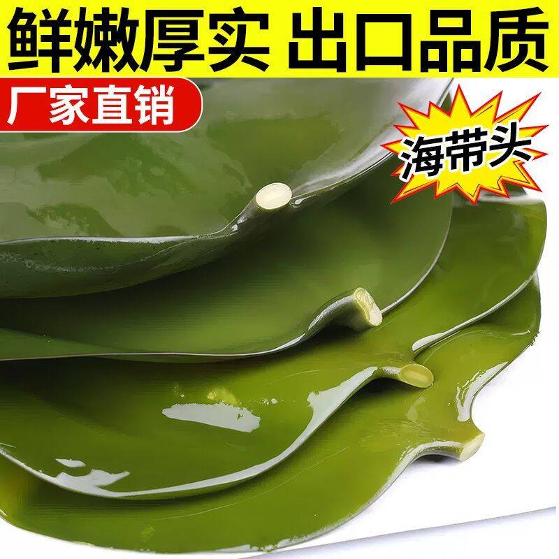 少盐）盐渍海带头新鲜厚片海白菜海带片根火锅昆布大连特产