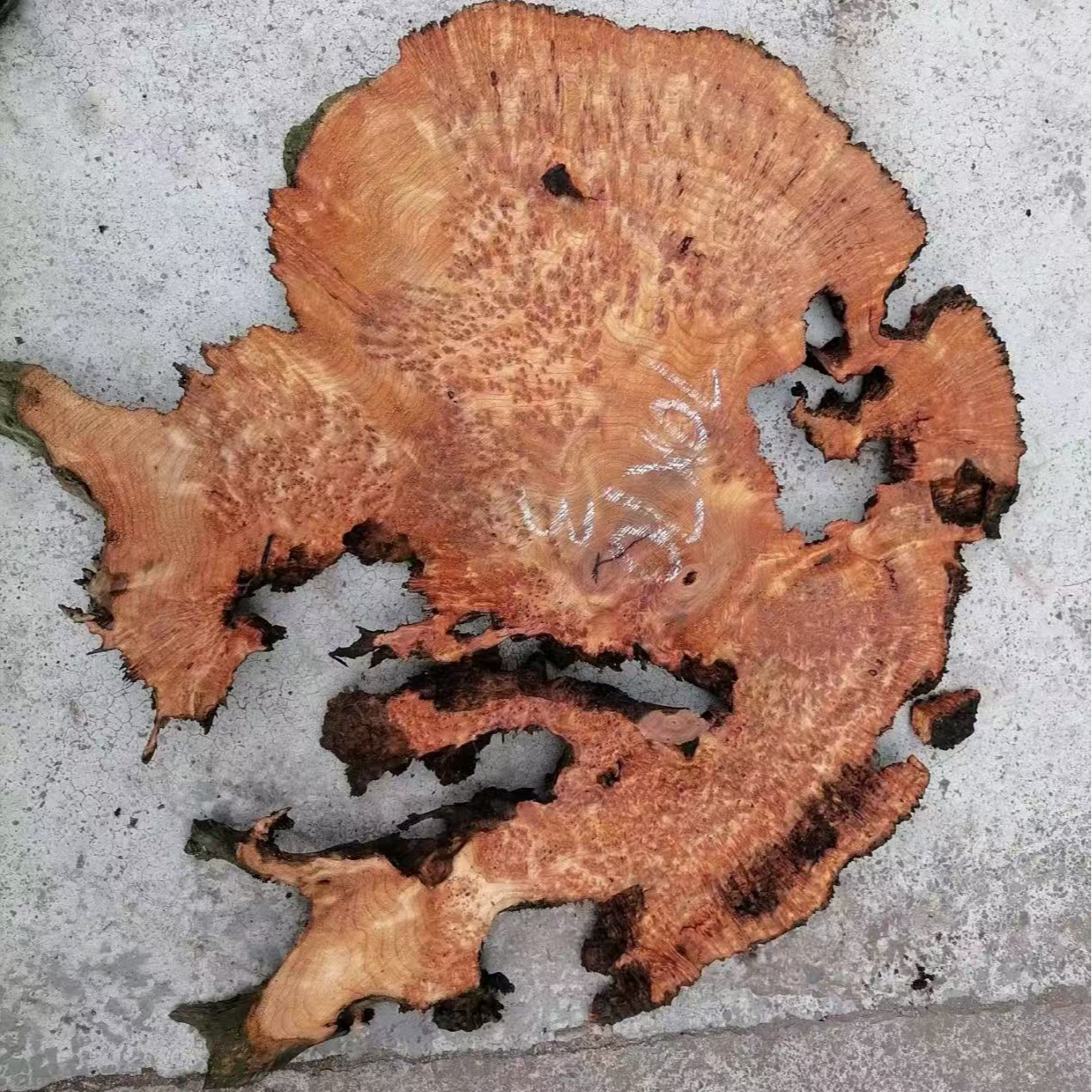 2香杉枯木瘤茶盘切片，一物一拍