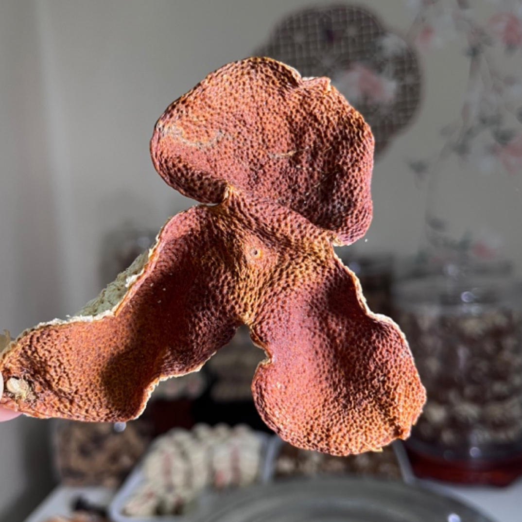 新会柑皮 2022年梅江圈枝（今洲庄园）冬后大红皮 